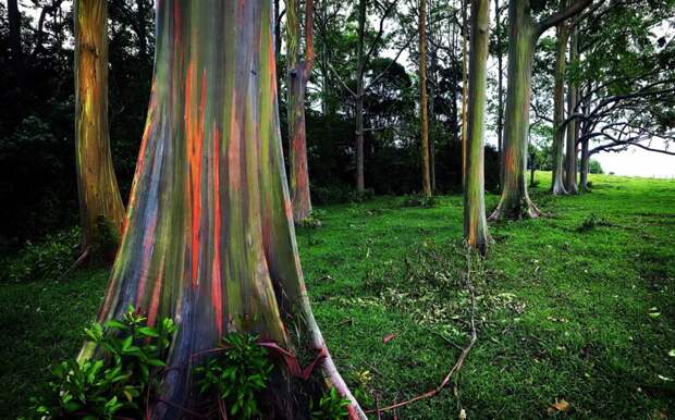5 Мистических деревьев Радужный эвкалипт, ангельский дуб, драконово дерево, природа, факты, японский клен