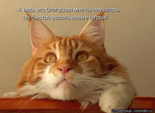 Котоматрица: - А ведь это благодаря мне ты научилась так быстро вешать новые шторы!