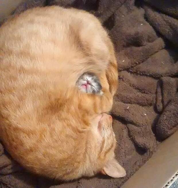 22 уютно спящих котенка 22 уютно спящих котенка