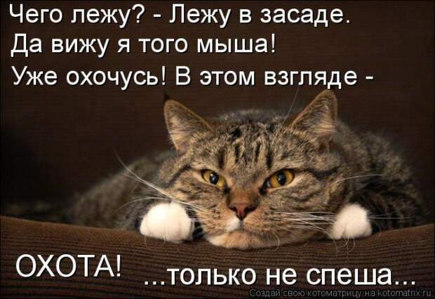 Лучшие котоматрицы недели (50 фото)