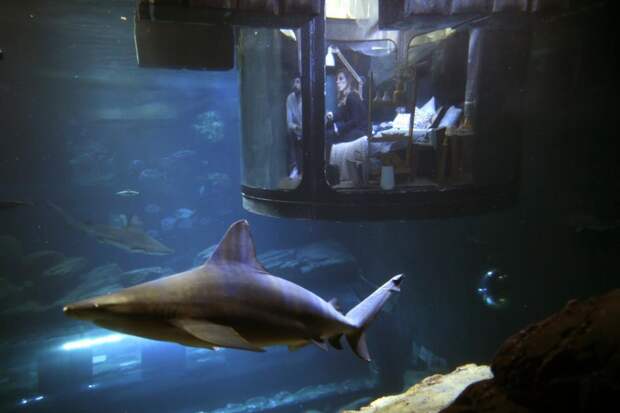 People look at sharks from an underwater room structure installed in the Aquarium of Paris