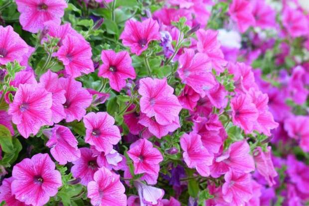 Почему гибнет рассада петунии: от плохих семян до черной ножки — разбор всех проблем