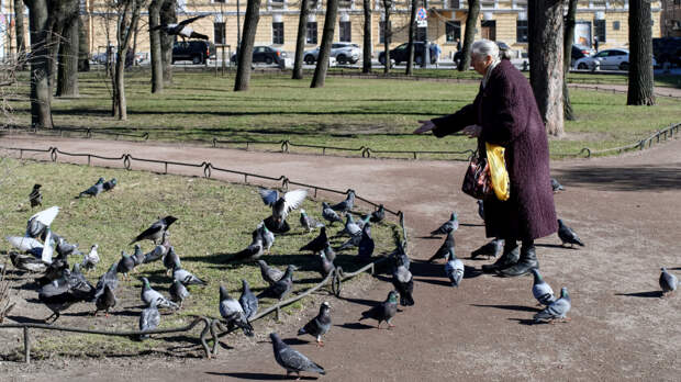Россиян предупредили о штрафах за кормление птиц возле дома
