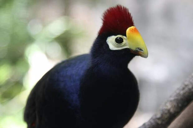 Birds_10 (700x465, 140Kb)