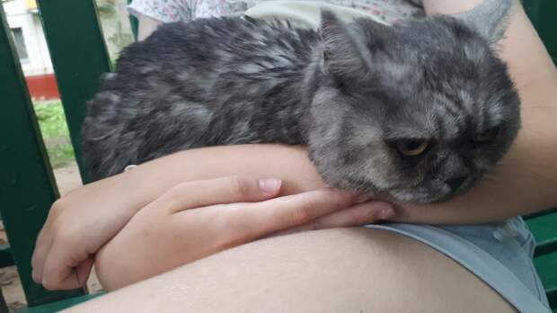 Из окна на Живописной выпала кошка