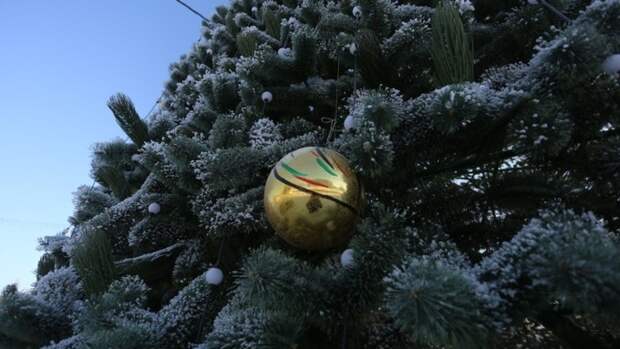 Эксперт объяснил, как дезинфицировать елку с помощью водки и аспирина