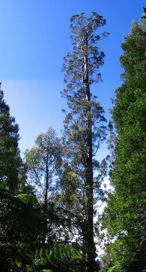 5 самых больших деревьев мира: достигают высоты в 50 этажей и все еще растут вверх