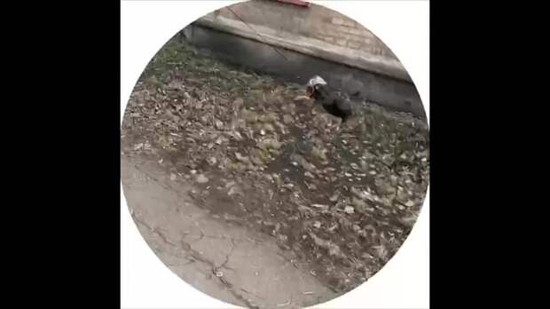 Video: Видео от Донецкая группа новостей|Донецк.ДНР