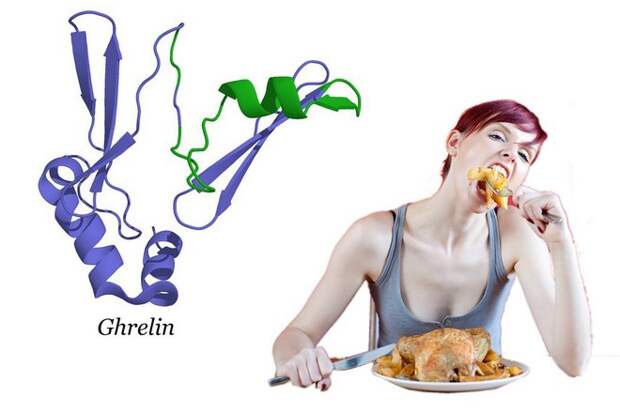 Грелин, иногда известный как "гормон голода". Он вырабатывается желудком, когда вы некоторое время не ели, и поступает в мозг, разжигая ваш аппетит