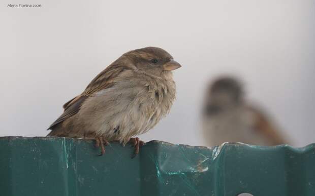 В Рязанской области насчитали 11645 воробьев