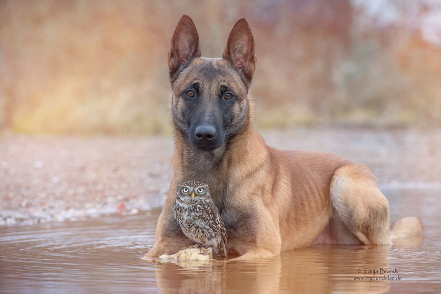 557605-900-1458032069-ingo-else-dog-owl-friendship-tanja-brandt-11