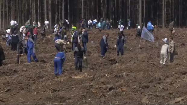 В Подмосковье рассказали о подготовке к акции «Лес Победы»
