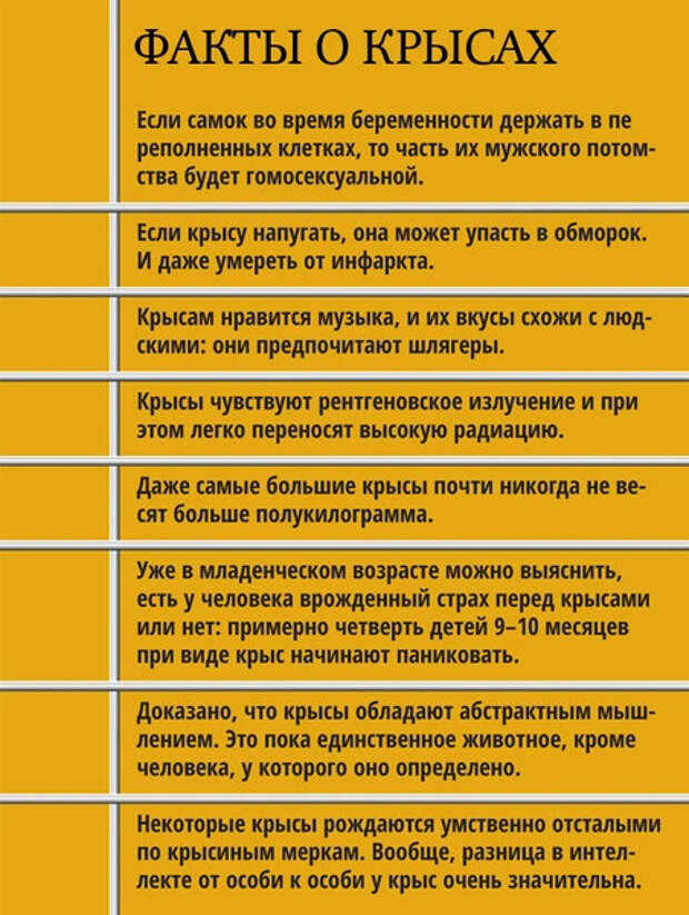 Факты о крысах