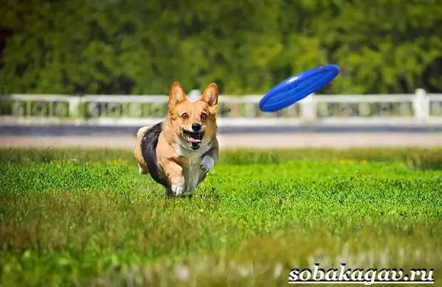 Фрисби для собак. Что это такое, виды и цена тарелки фрисби