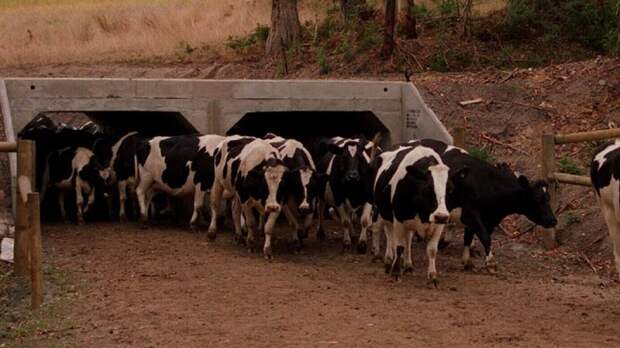 В штате Виктория сделаны специальные тоннели для перехода крупного скота.