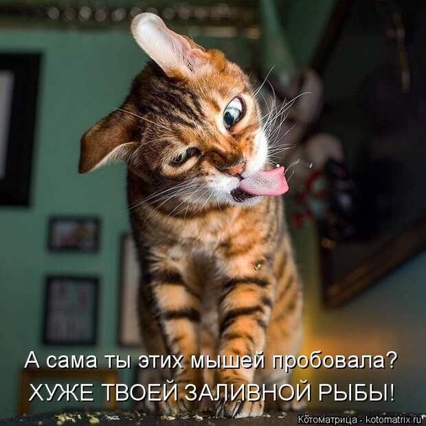 Котоматрица: А сама ты этих мышей пробовала? ХУЖЕ ТВОЕЙ ЗАЛИВНОЙ РЫБЫ!