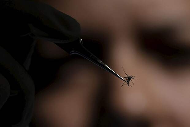 В России выявили завозной случай лихорадки чикунгунья