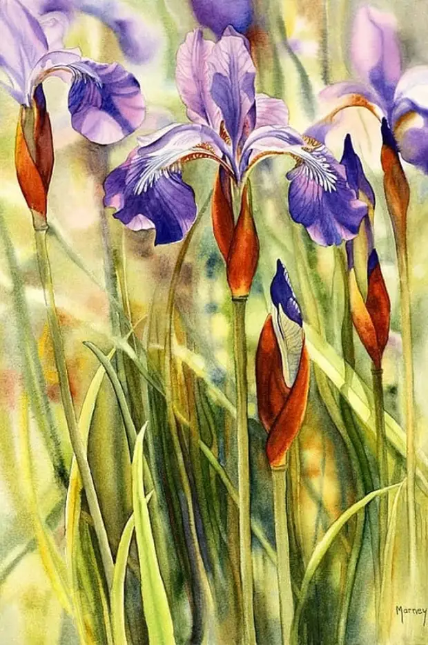  Marney Ward ( )   03