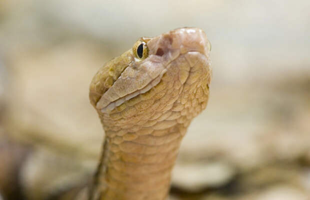 В малазийской школе трёхметровый питон выполз из канализации на глазах у учеников