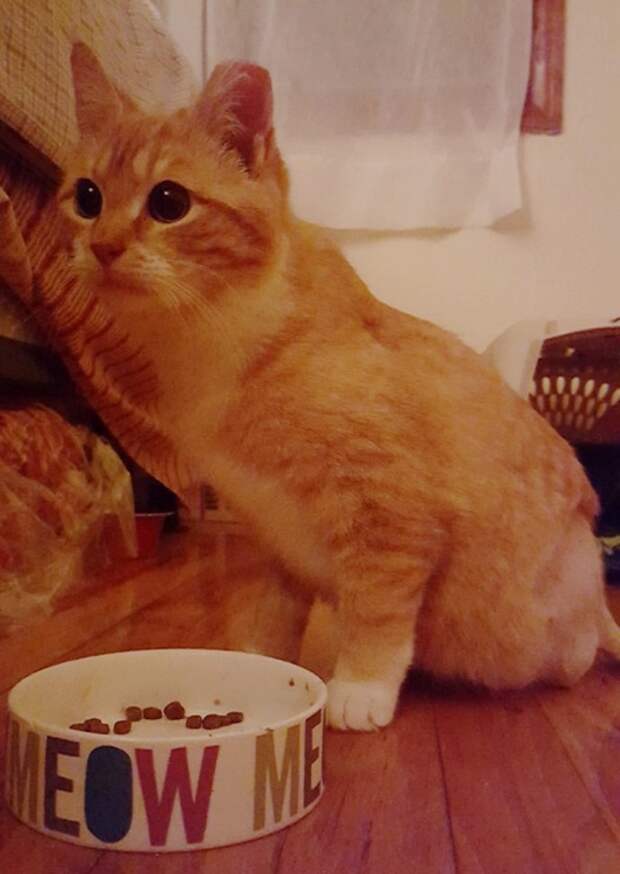 Без кота и жизнь не та