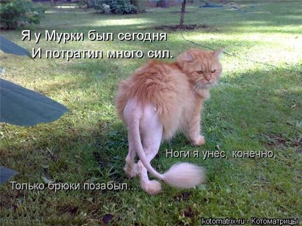 Лучшие котоматрицы недели (50 фото)