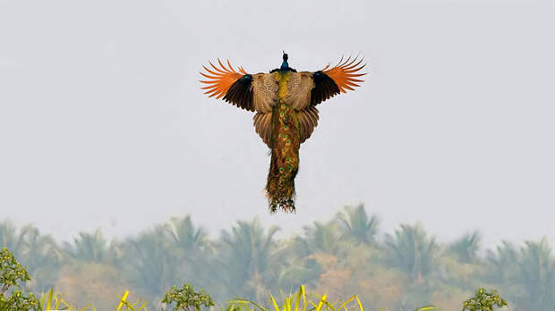 А вы когда-нибудь видели,  как летают павлины?<span>В полете они не менее красивы!</span>