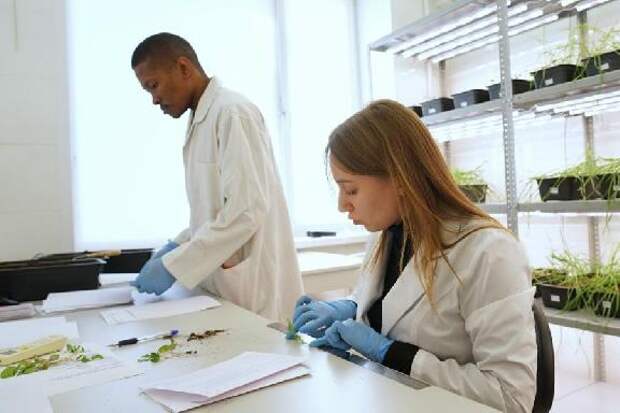 Учёные Державинского подтвердили эффективность разработанного прототипа "умного" нанопрепарата для защиты растений