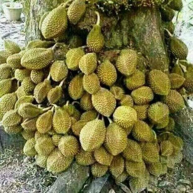 Невероятное плодовое изобилие на фото