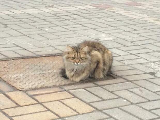 Кот Хатико в Белгороде на улице Губкина (5 фото)