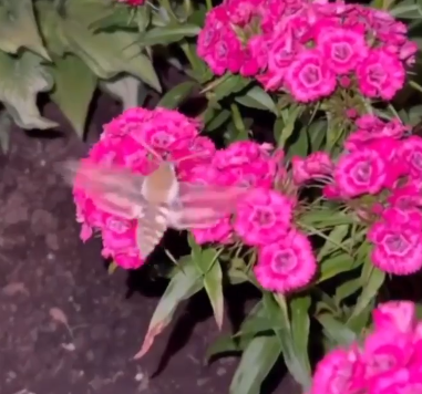скриншот с видео Адии Кочубей