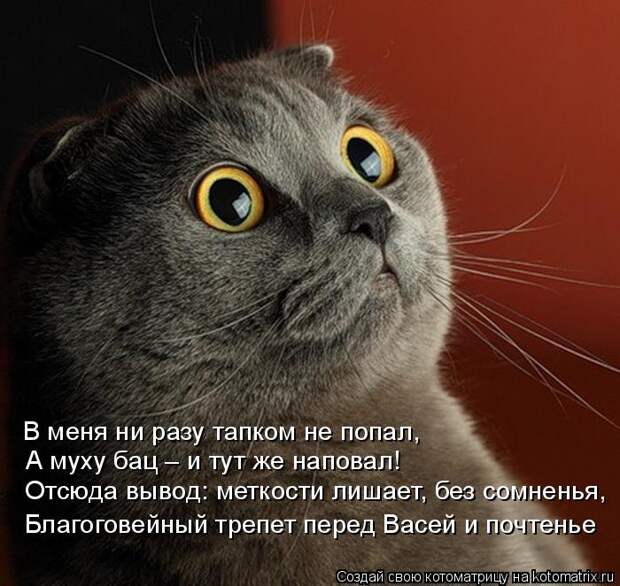 Котоматрица: В меня ни разу тапком не попал,  А муху бац – и тут же наповал!  Отсюда вывод: меткости лишает, без сомненья,  Благоговейный трепет перед Васей