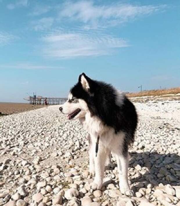 Хаски на пляже Пес на пляже