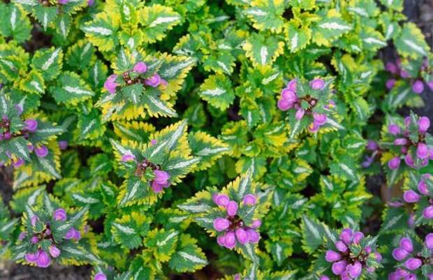 1cfb782f2f.lamium_maculatum_golden_anniv