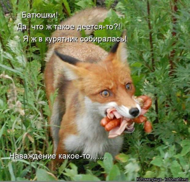 Лучшие котоматрицы недели (50 фото)