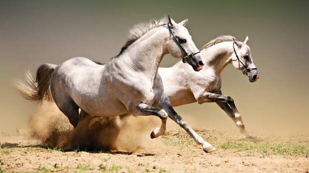 Красота лошадей неоспорима / Fotobank
