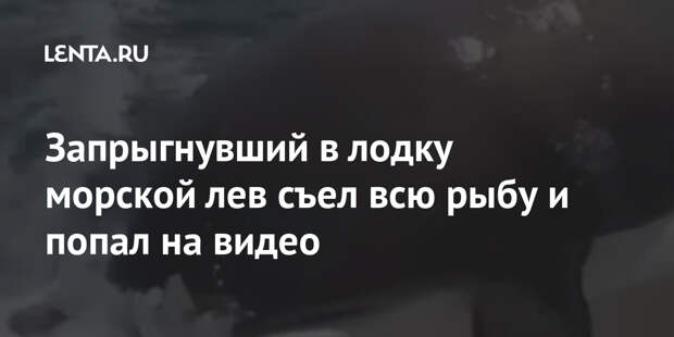 Запрыгнувший в лодку морской лев съел всю рыбу и попал на видео