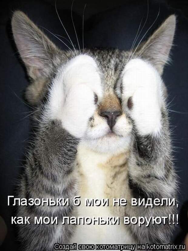 Лучшие котоматрицы недели (50 фото)
