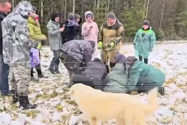 В Коми нашли страуса, который почти неделю скрывался от фермеров