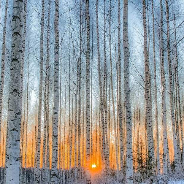 Фантастический финский лес в снимках Ossi Saarinen