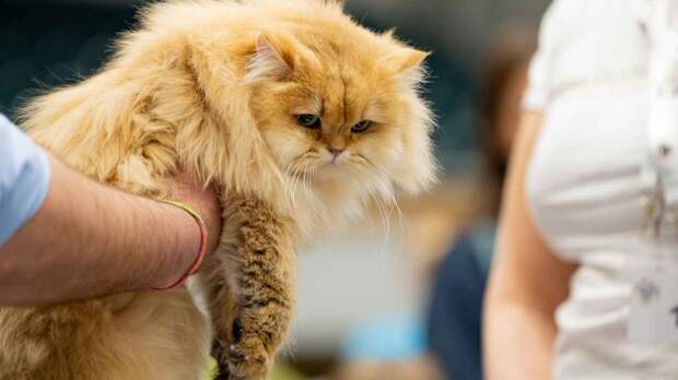 Какая помощь требуется питомцу во время линьки