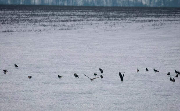 После зимы на Куликовом поле в Тульской области снова слышен крик куликов