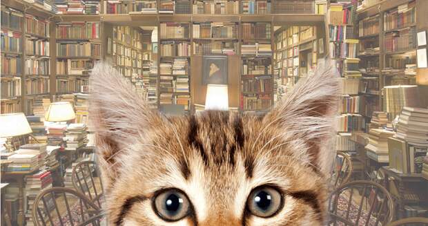 найти кота в библиотеке