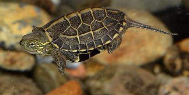 Трехкилевая китайская черепаха: описание и особенности содержания