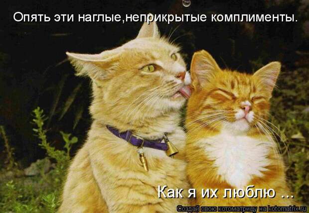 Котоматрица: Опять эти наглые,неприкрытые комплименты. Как я их люблю ...