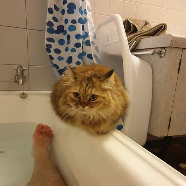 Без кота и жизнь не та