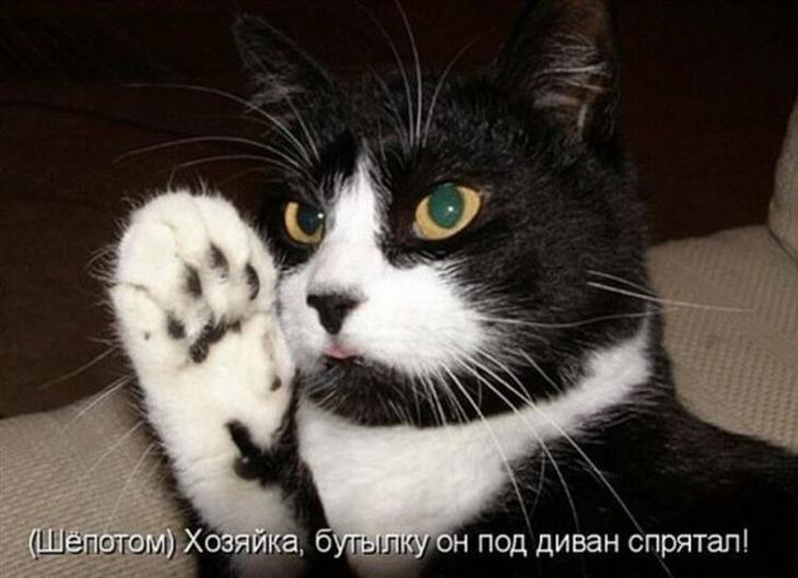 Фото забавных котов и котят со смешными подписями
