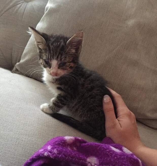 котенок на диване
