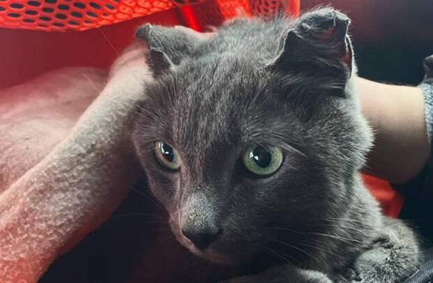 Сотрудники Домодедово нашли кота Смоки, сбежавшего от хозяйки месяц назад