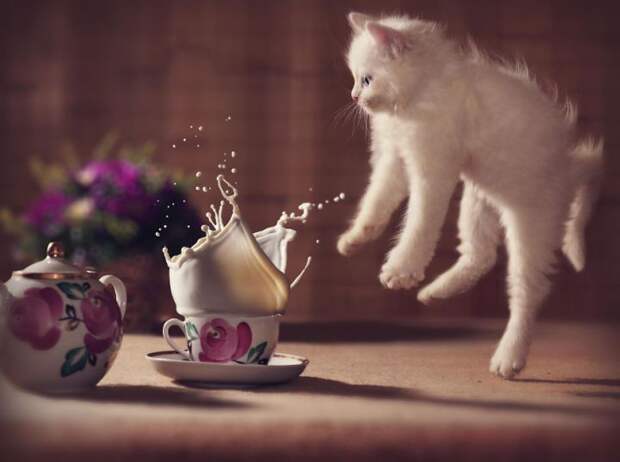 Jumping-Cats__880