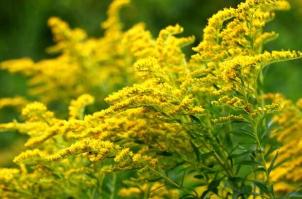 Золотарник обыкновенный (Solidago virgaurea)